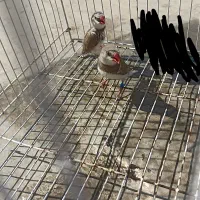 نر و ماده فنچ الماسی شکلاتی|پرنده|اهواز, کوروش|دیوار