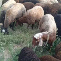 گوسفند افشار|حیوانات مزرعه|شهریار, ابراهیمآباد|دیوار