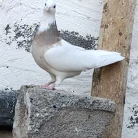 کبوتر،طوقی نسل درجه یک،دونه ای ۷۰۰روهم|پرنده|بیستون, |دیوار