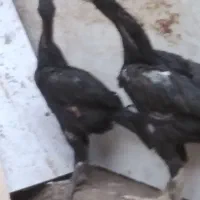 جوجه اوشامو گردن لرزون