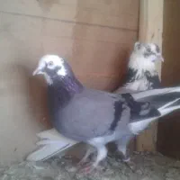 کفتر جوجه