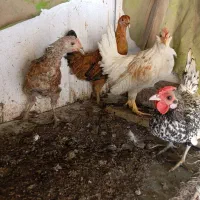 فروش نیمچه مرغ و خروس زینتی پاکر بوشهری و سبرایت