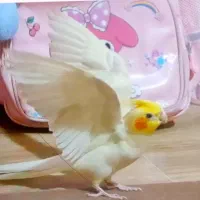 عروس هلندی گمشده