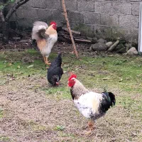 فروش خروس و مرغ و  اردک اسراعلی|حیوانات مزرعه|رضوانشهر, |دیوار