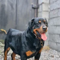 روتوایلر ماده ۳ ساله|سگ|رشت, گلسار|دیوار