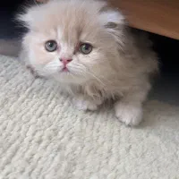 بچه گربه اسکاتیش لانگ هیر دبل فولد