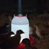 جوجه گلپایگانی