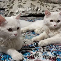 گربه