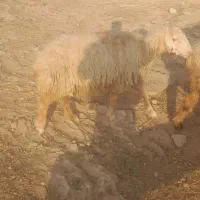 فروش میش ابستن