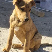 سگ پیتبول نژاد خوب ۲ماه هست با تغذیه سالم