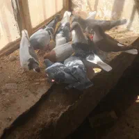 کبوتر رنگه