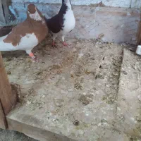 نر و ماده خال امری