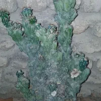 کاکتوس صخره ایی.اولدمن.قلمه ی تفرو