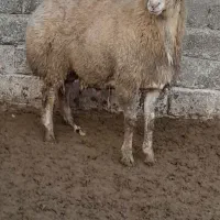 گوسفند|حیوانات مزرعه|گرمادوز, |دیوار