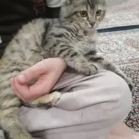 واگذاری گربه ی نژاد دار بازیگوش