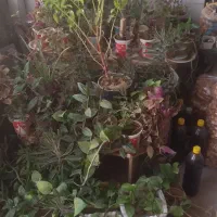 گل و گلدانی و دکه خواربار