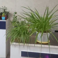 مغازه فروشی