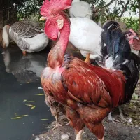 خرووس