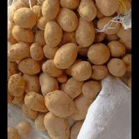 بذر سیب زمینی جلی کیفیت بالا مدل 1402 همدان