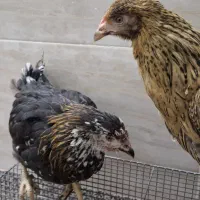 نوچه مرغ گلین