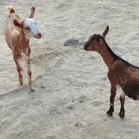 یک جفت صلاله