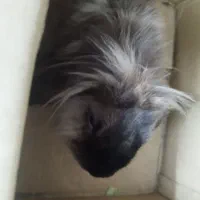 خرگوشه لپ واکسن خورده|موش و خرگوش|پیشوا, |دیوار