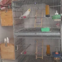 فروش دو جفت عروس هلندی مولد لوتینو کینگ