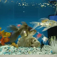 اکواریوم شیشه خم