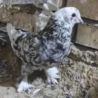 کبوتر رنگی و دورگ|پرنده|بهبهان, |دیوار