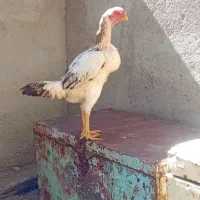 لاری اصیل ترکیه افغان