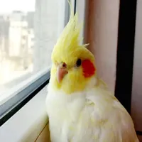 ۳ عددعروس هلندی ماده