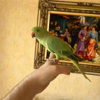 دو عدد ملنگو اهلی توپر وسالم|پرنده|تبریز, |دیوار