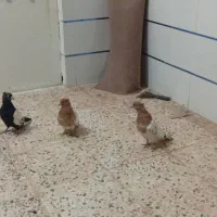 پرنده