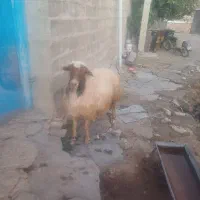 ورن اصیل سنجابی