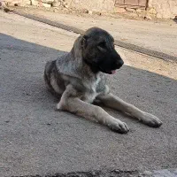 سگ سراب