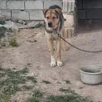 سگ نگهبان|سگ|خواجه, |دیوار