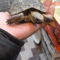 دنبال  کار هستم