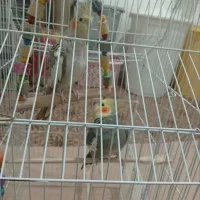 عروس هلندی