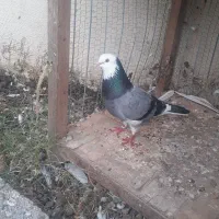فروش کبوتر