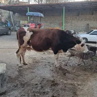 گاو ماده گوشتی|حیوانات مزرعه|آبش احمد, |دیوار