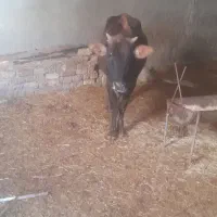 دو راس گاو بومی زاییده جوان