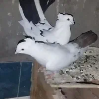کبوتر دمبی جفت توضیحات بخون