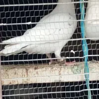 کبوتر سار کاکلی