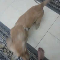 سگ گلدن ریتریر