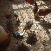 جوکی خومالی سالم