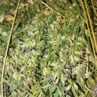 یونجه هزار و پانصد بند|لوازم جانبی حیوانات|خلخال, |دیوار