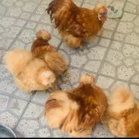 تخم نطفه دار و جوجه ابریشمی