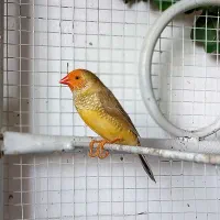 فنچ گلدین|پرنده|مشهد, پروین اعتصامی|دیوار
