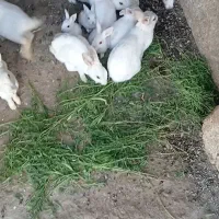 خرگوش
