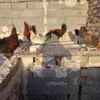 خروس جوان فروشی
